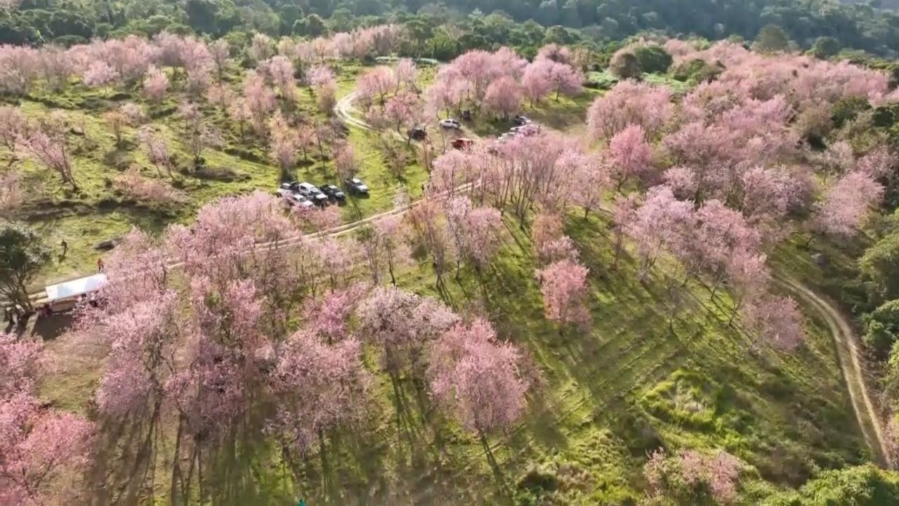 ผู้ว่าฯ เลย ชวนเที่ยวภูลมโล ชมทุ่งดอกนางพญาเสือโคร่งปี 67 ชมพูสวยสะพรั่ง  