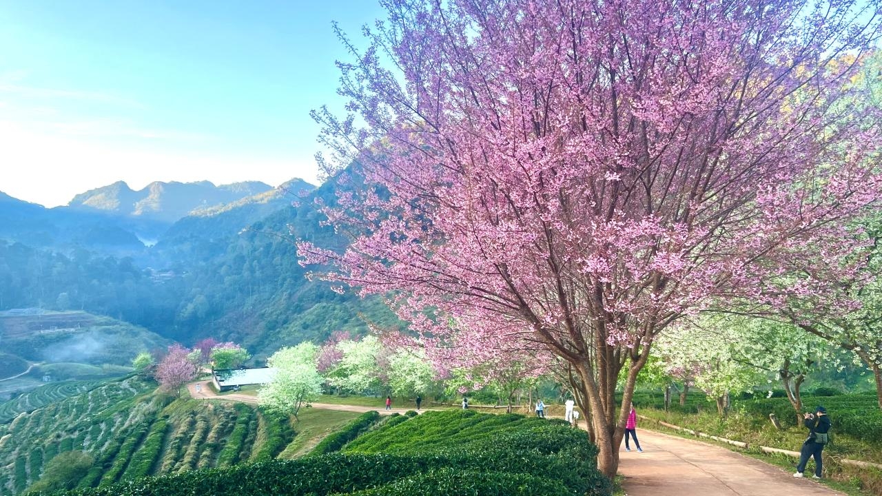 อยากให้มาเห็นด้วยตา ดอกพญาเสือโคร่งสีขาวที่ไร่ชา 2000 ดอยอ่างขางบาน 100%