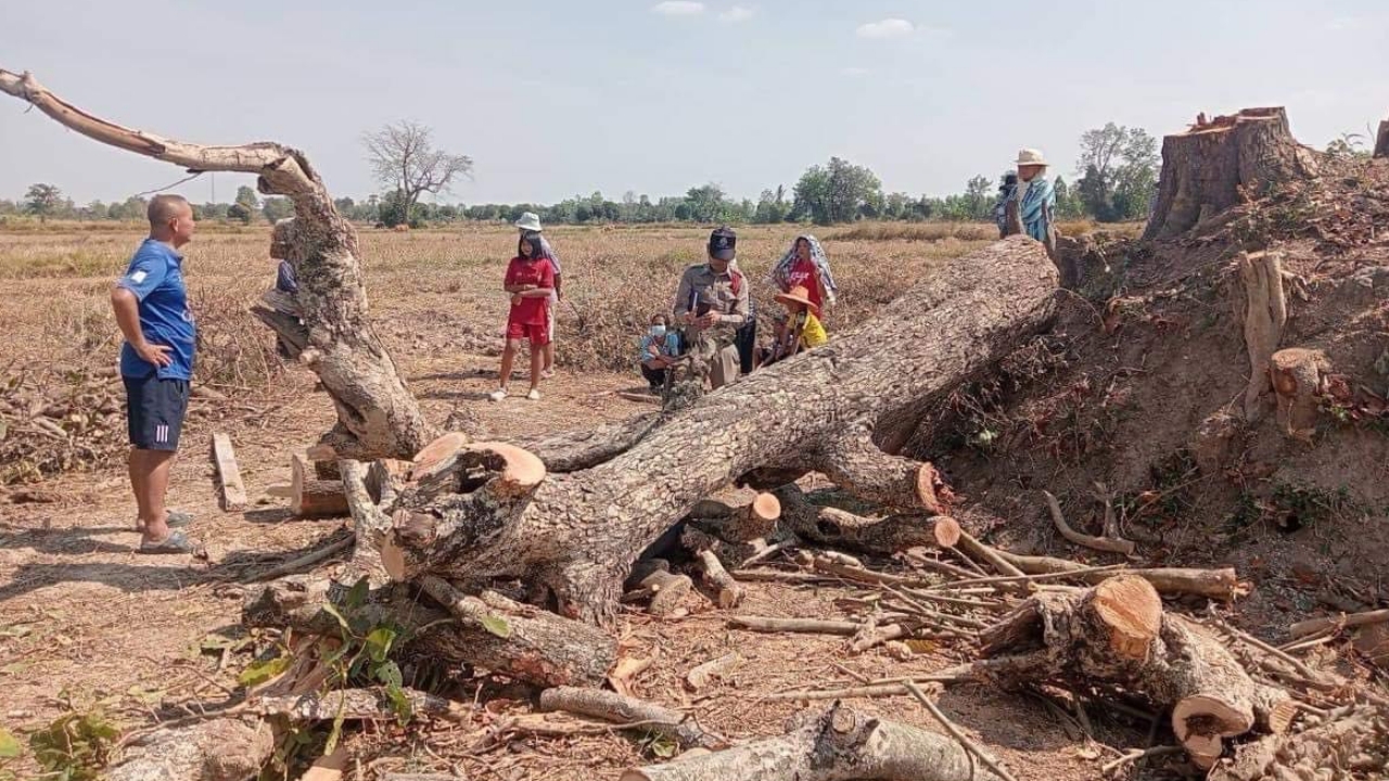 ลุงวัย 74 ปี ตัดต้นตะคร้อ อายุ 120 ปี ถูกทับดับสลด ชาวบ้านลือไม่ขอขมา