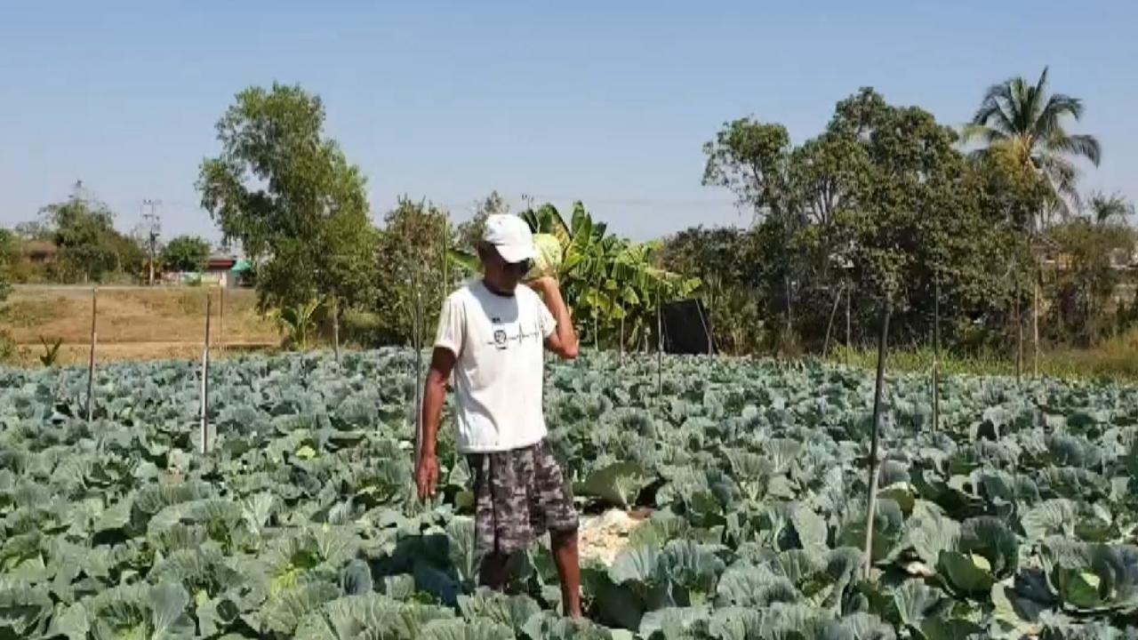 เกษตรกรบ้านหนอกจอกหันมาปลูกกะหล่ำปลี ใช้น้ำน้อย ใช้เวลาไม่นาน ราคาก็น่าพอใจ