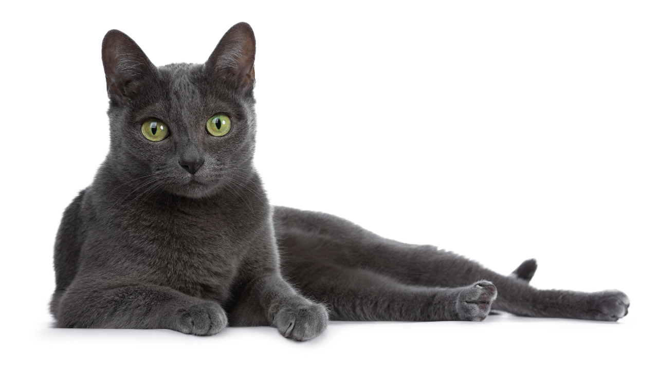 ประวัติ แมวโคราช จากแมวไทยพื้นเมืองสู่ซอฟต์พาวเวอร์ยุคใหม่