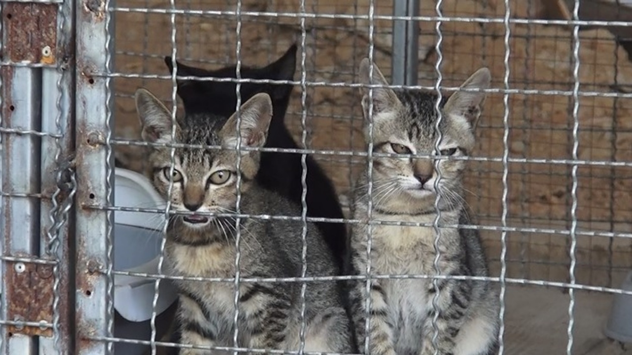 ดราม่า "แมววัด" เป็นแผลเหวอะ ไม่มีคนดูแล เจ้าอาวาสวอน ให้ฟังความจริงอีกด้าน