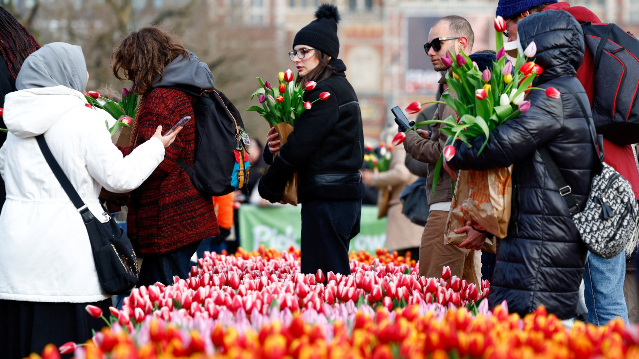 เปิดงานเทศกาลดอกทิวลิปประจำปีของเนเธอร์แลนด์ เก็บฟรีทิวลิปหลากสีกว่า 2 แสนดอก