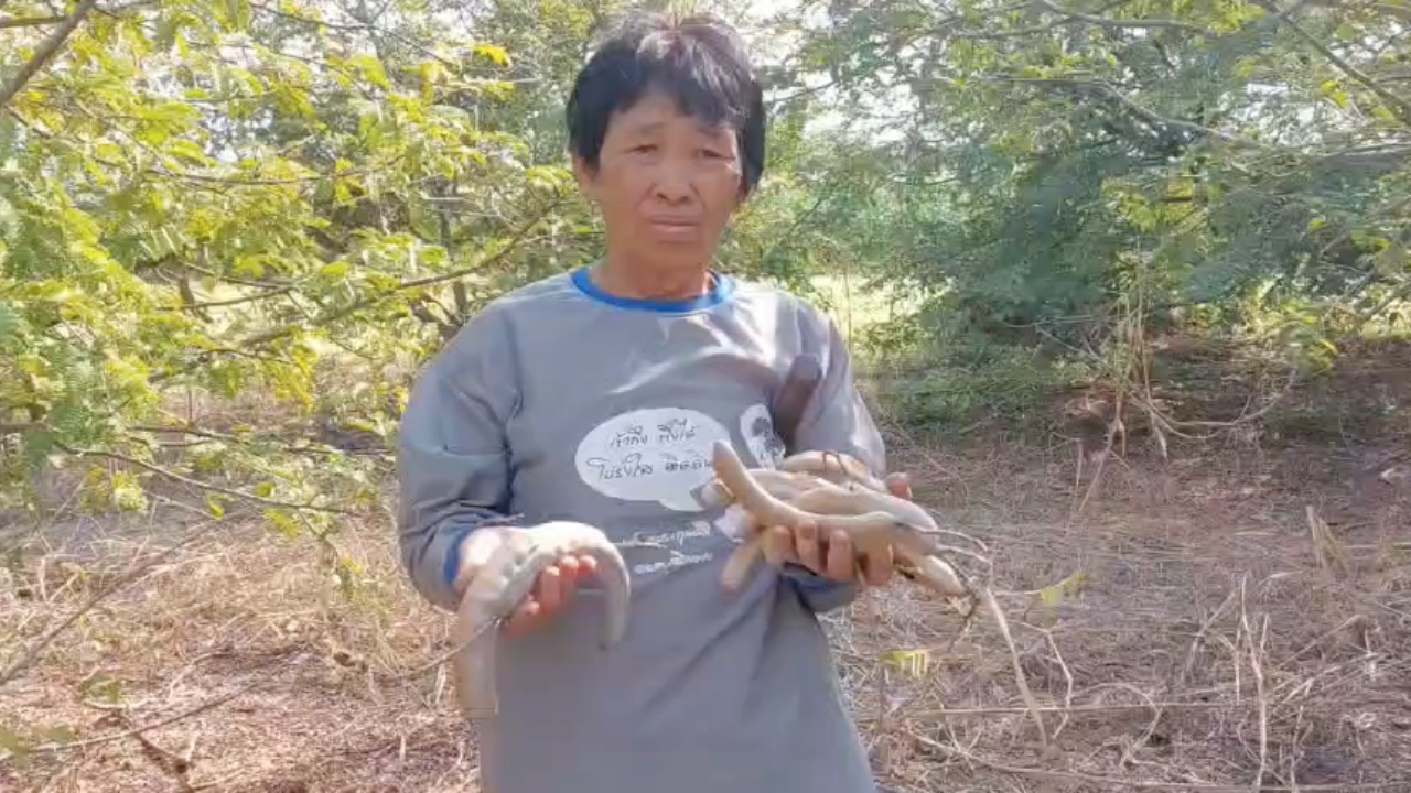 เกษตรกรที่ อ.เสิงสาง ใช้เวลาว่างจากสวนทำมะขามเปียกขาย รายได้ดีปีละ 5 หมื่นบาท