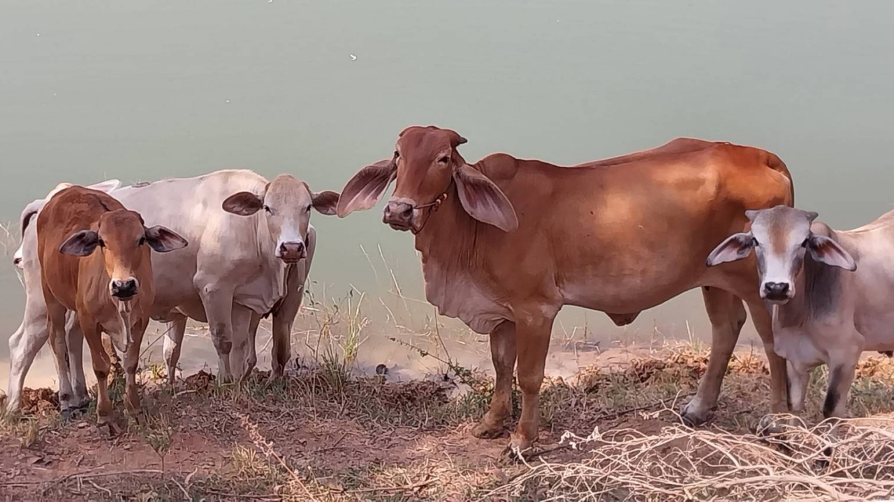 สุรินทร์ส่อแล้งหนัก ชาวบ้านออกหาน้ำตักให้วัวควายกิน ชลประทานวอนใช้ให้ประหยัด