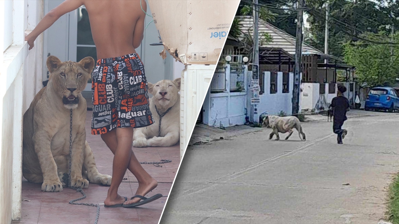 เจออีก สิงโตพัทยา หลุดวิ่งเล่นกลางชุมชน ทำเพื่อนบ้านผวา 