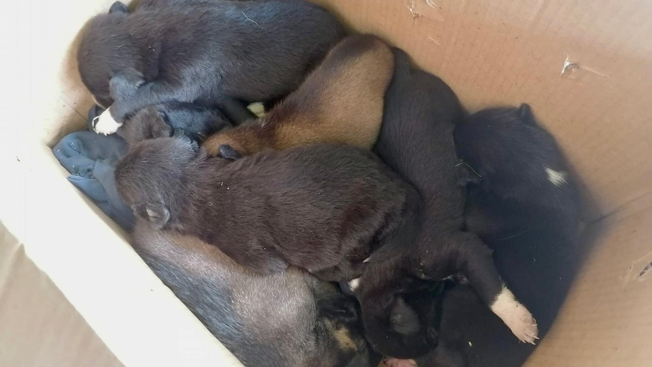 ได้ของขวัญปีใหม่ สาวปรี๊ด มือดียัดลูกหมาลงกล่อง 7 ตัว เอามาปล่อยหน้าบ้าน