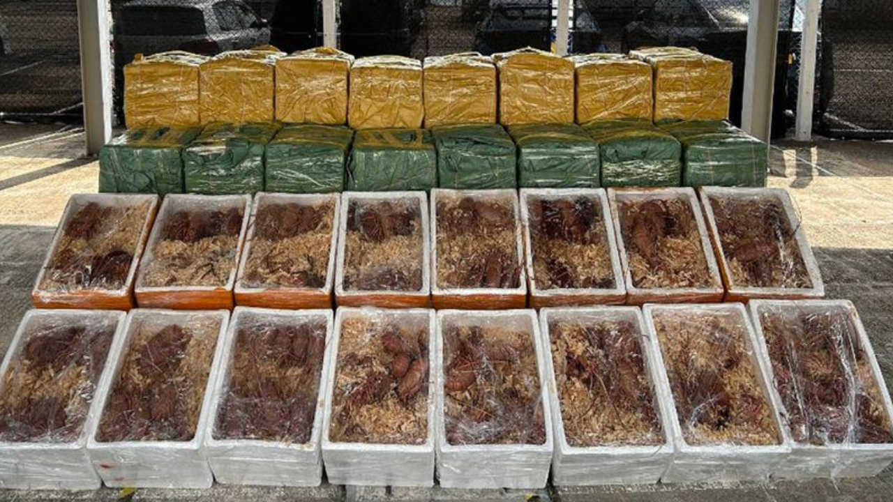 ฮ่องกงยึดล็อบสเตอร์กว่า 3 ตัน ลักลอบนำเข้าจากออสเตรเลีย คาดเตรียมส่งขายช่วงเทศกาลตรุษจีน