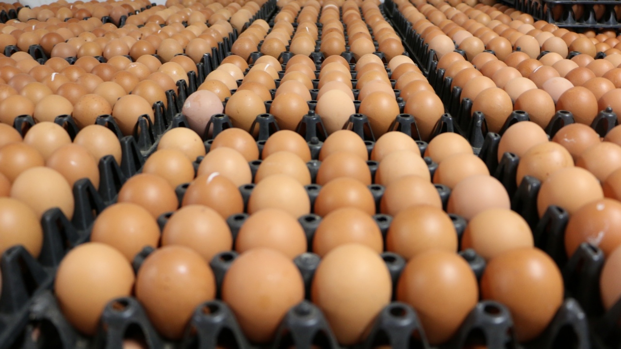 ไข่ไก่กำแพงเพชร จ่อปรับขึ้นแผงละ 9 บาท เชื่อเพราะใกล้ตรุษจีน กำลังผลิตลดลง