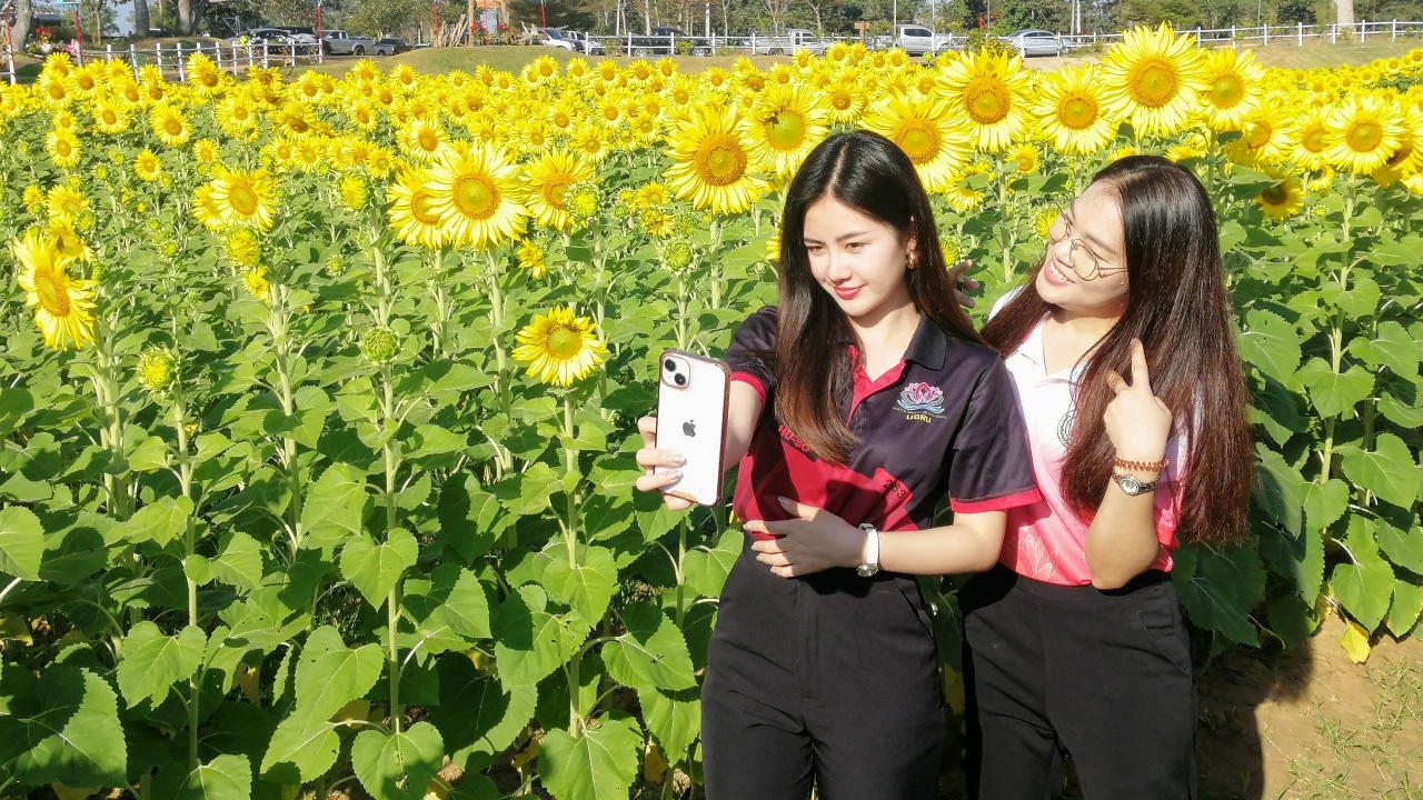 อบจ.อุบลฯ จัดงานชมดอกทานตะวัน ที่สนามกีฬาทุ่งบูรพา หวังดันเป็นแหล่งท่องเที่ยว