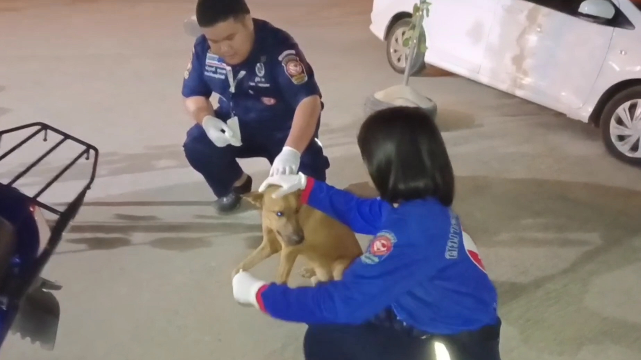 สุดแปลก สุนัขแสนรู้บาดเจ็บ เดินกะเผลก 3 ขามาหากู้ภัยช่วยทำแผล
