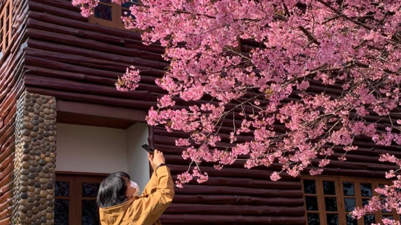 เปิดพิกัดชมความงาม "ดอกนางพญาเสือโคร่ง" ไปช่วงไหนกำลังบานสะพรั่งเต็มที่ 