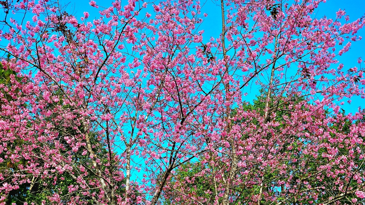 ดอกนางพญาเสือโคร่งที่ดอยกิ่วลม อช.ห้วยน้ำดังบาน 100% แนะรีบไปชมก่อนร่วงโรย