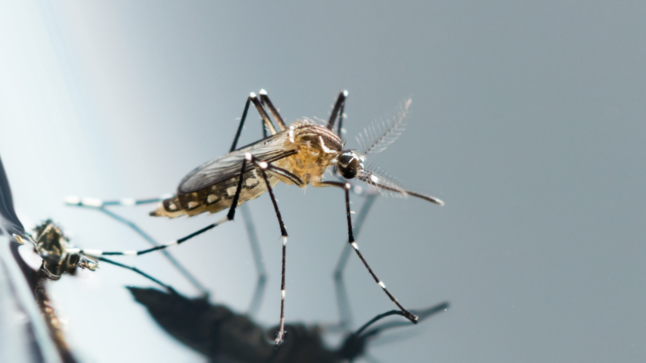 แนะนำการฉีดวัคซีนไข้เลือดออก ควรฉีดเมื่อไร มีเงื่อนไขอย่างไรบ้าง