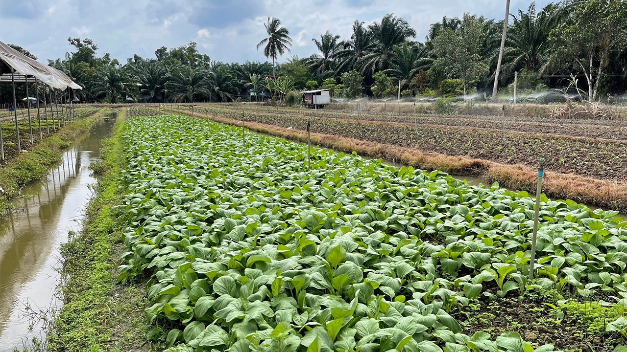 วิสาหกิจชุมชนฯบางท่าข้าม ต้นแบบกลุ่มปลูกผักปลอดภัย