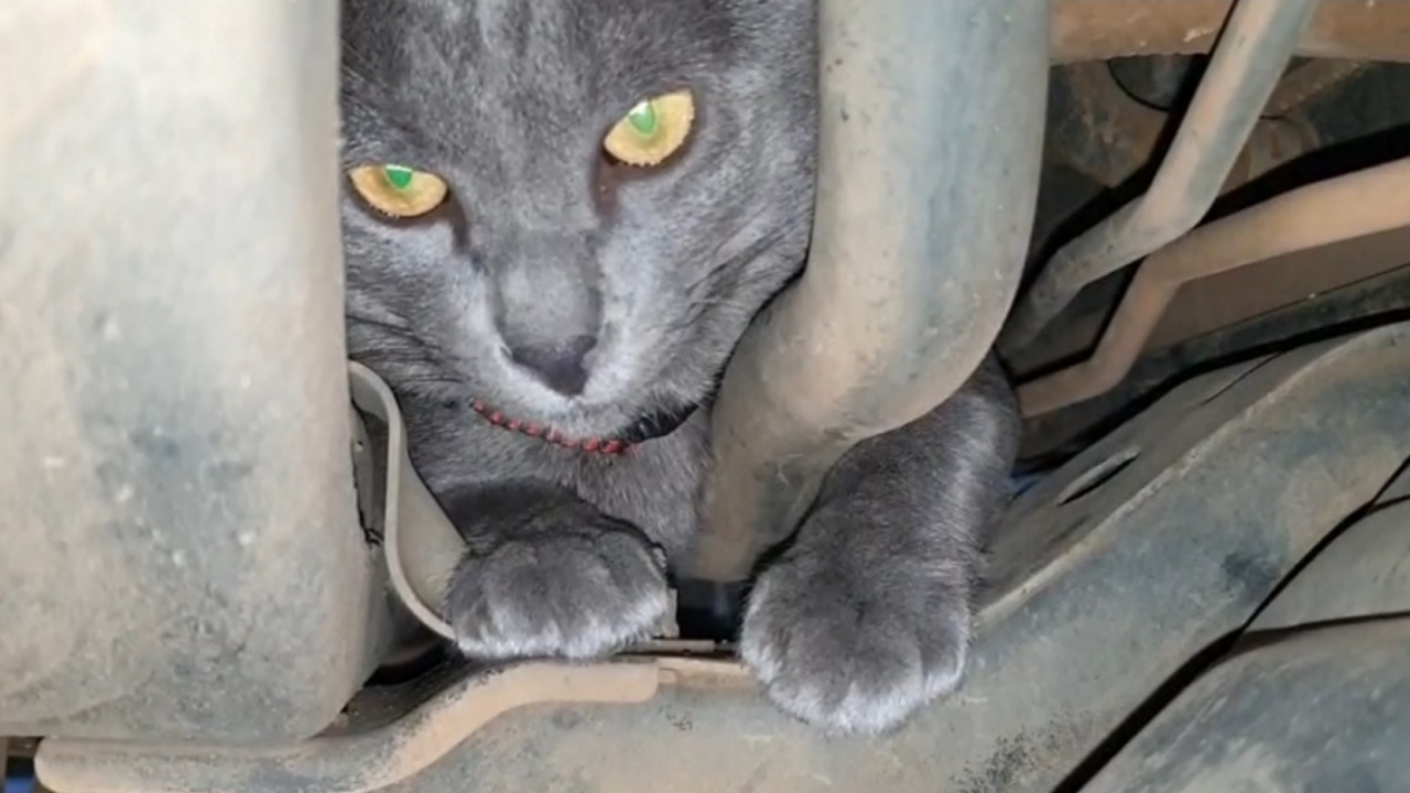 วุ่นทั้งบ้าน แมวสีสวาดตัวป่วน ไล่จับหนูจนติดใต้รถ ร้อนถึงช่างต้องมาช่วย