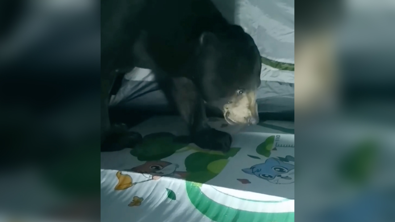 สาวเล่าประสบการณ์มือใหม่หัดกางเต็นท์ เจอหมีบุกกลางดึก คาบถั่วแระไป 1 ถุง