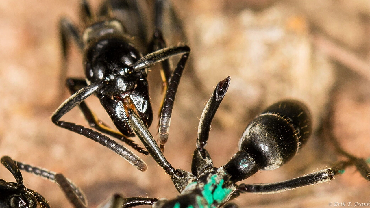 Incredible Discovery: Matabele Ants Use Antibiotics to Treat Infections, Study Finds