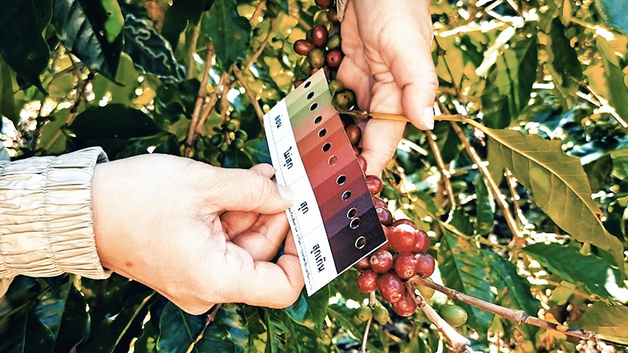 แผ่นเทียบความสุกผลกาแฟ นวัตกรรมเพิ่มรายได้เกษตรกร