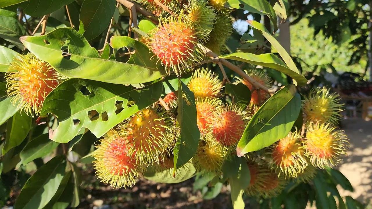 ชาวสวนที่ อ.เขาสมิง ปลูกเงาะสีทอง 2 ปี สามารถให้ผลผลิตนอกฤดู สร้างรายได้งาม