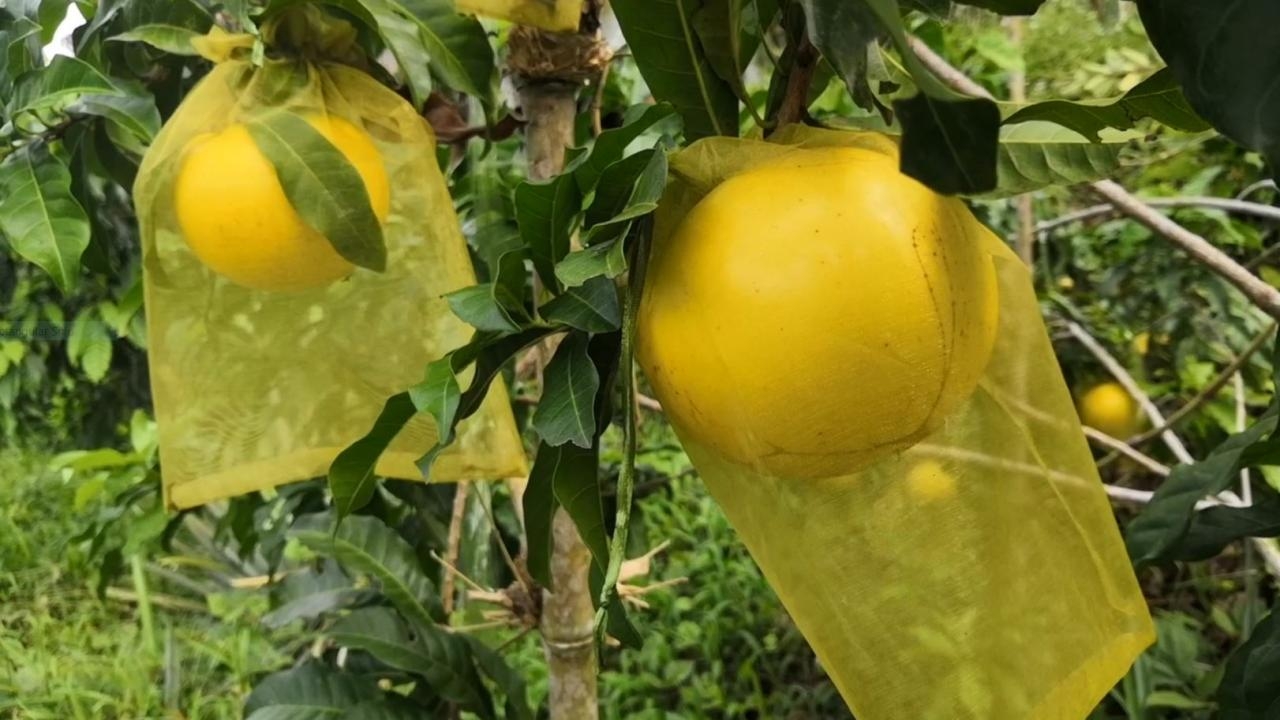 ชาวสวนบ้านสันติสุข ปลูกต้นอะบิวเป็นขั้นบันได ผสมผสานในสวน 3 ปีผลผลิตเกินคาด 