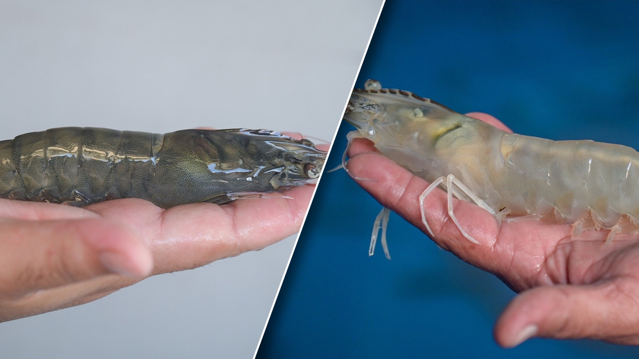 กรมประมง-สวก.ร่วมพัฒนา กุ้งขาวแวนนาไม 2 สายพันธุ์ใหม่ เน้นโตดี และต้านทานโรค