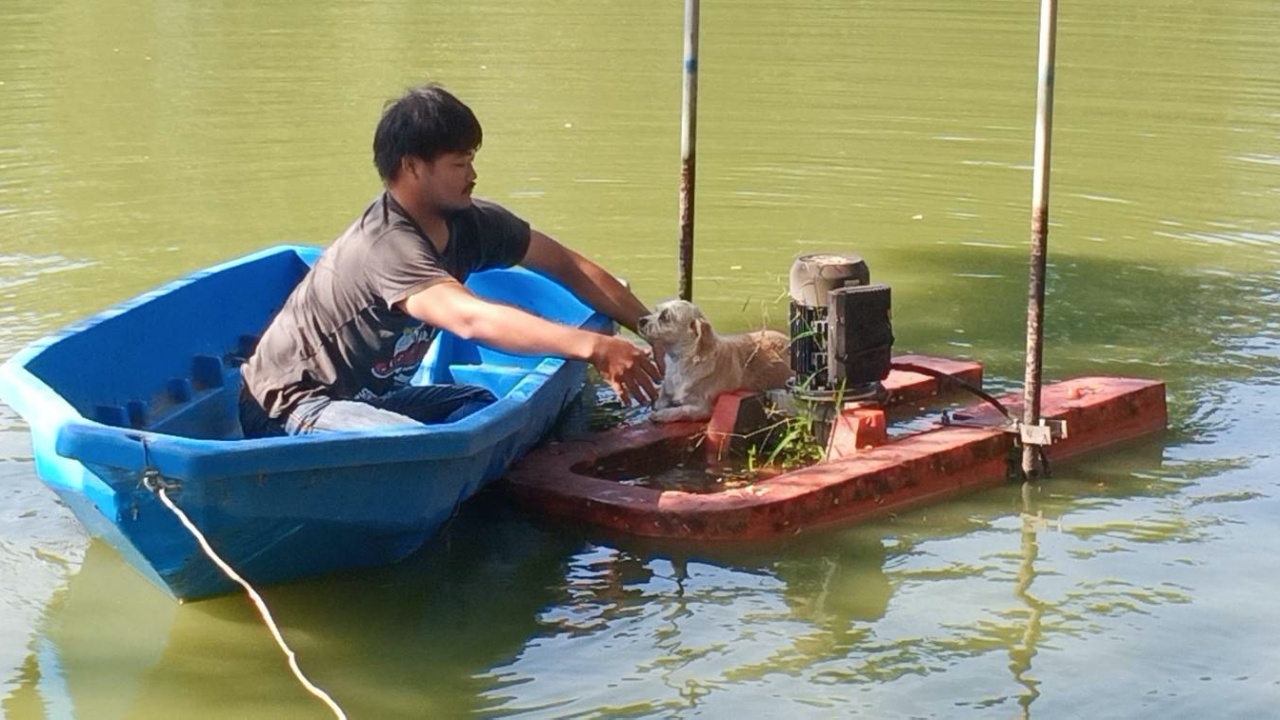 ช่วยน้องหมาตกใจเสียงพลุ หนีไปเกาะเครื่องบำบัดน้ำกลางสระ
