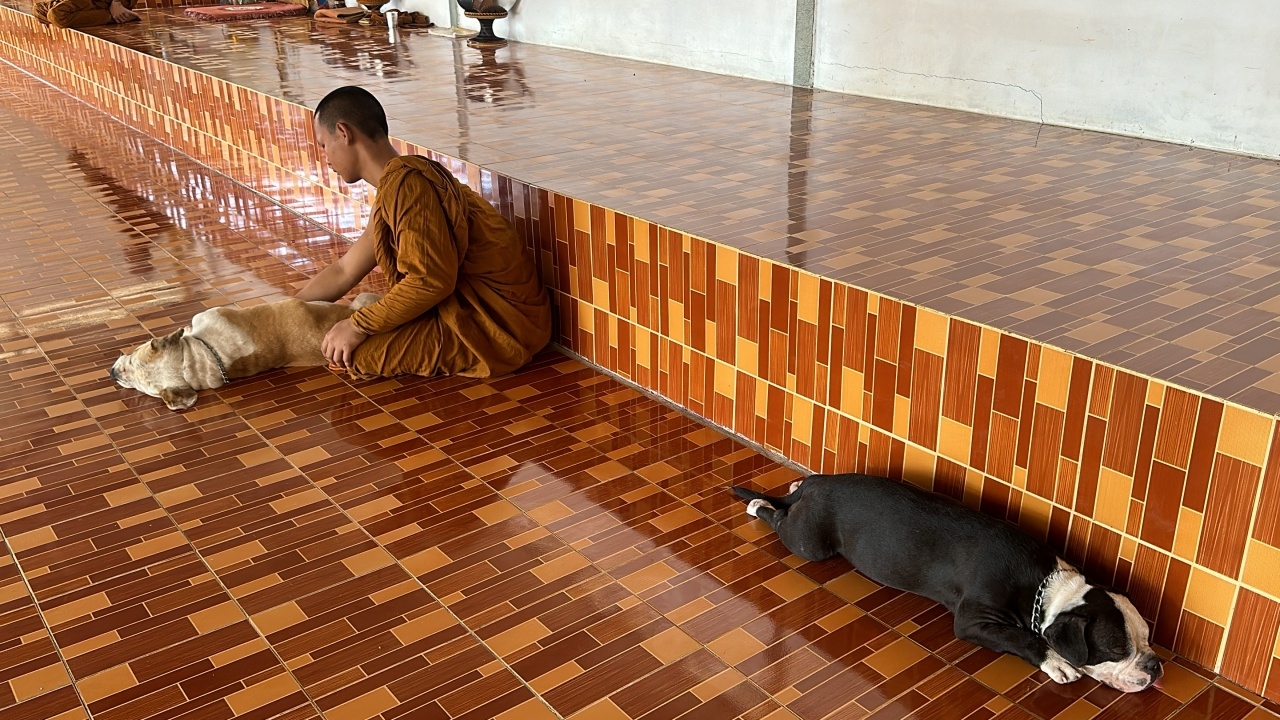 พระครูช้ำใจ สุนัข 13 ตัว ที่เลี้ยงไว้ถูกวางยา พ้อคงไม่กล้าเลี้ยงอีกแล้ว