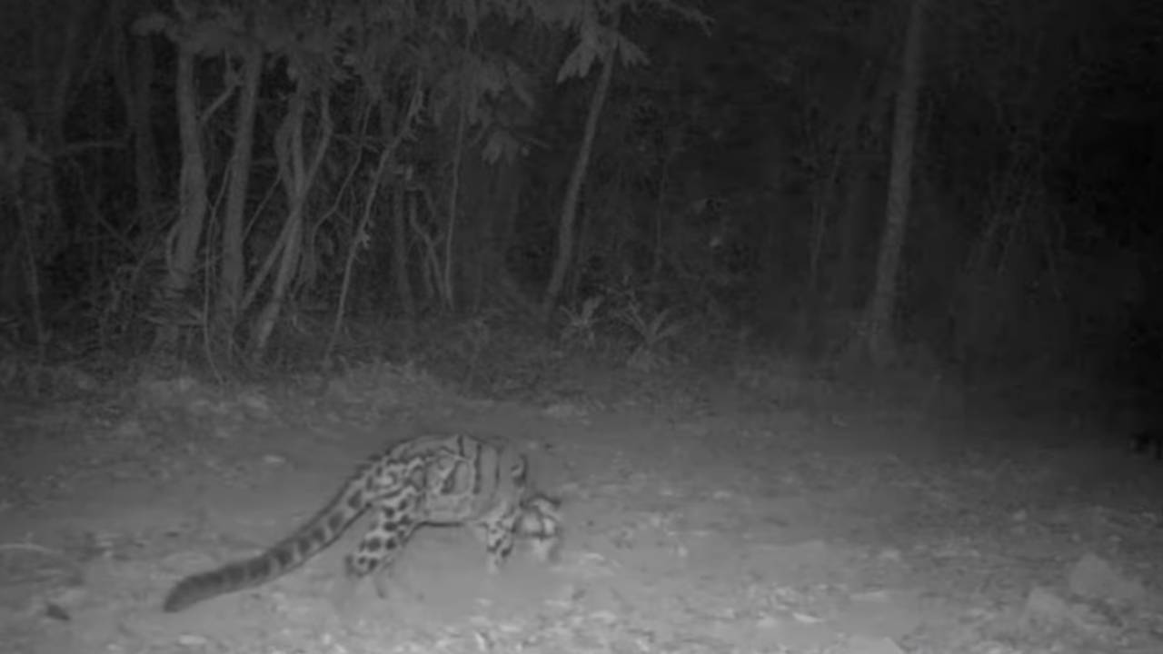 เก็บภาพได้ครั้งแรก "ครอบครัวเสือลายเมฆ" เดินหากินในเขตป่าเขาอ่างฤาไน