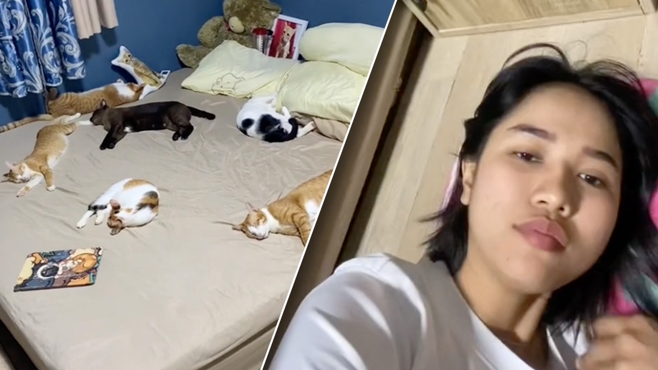 ชีวิตของทาส เจอ "น้องแมว" บุกห้องยึดเตียง โซเชียลแนะเหมือนกัน ควรนอนตรงไหน