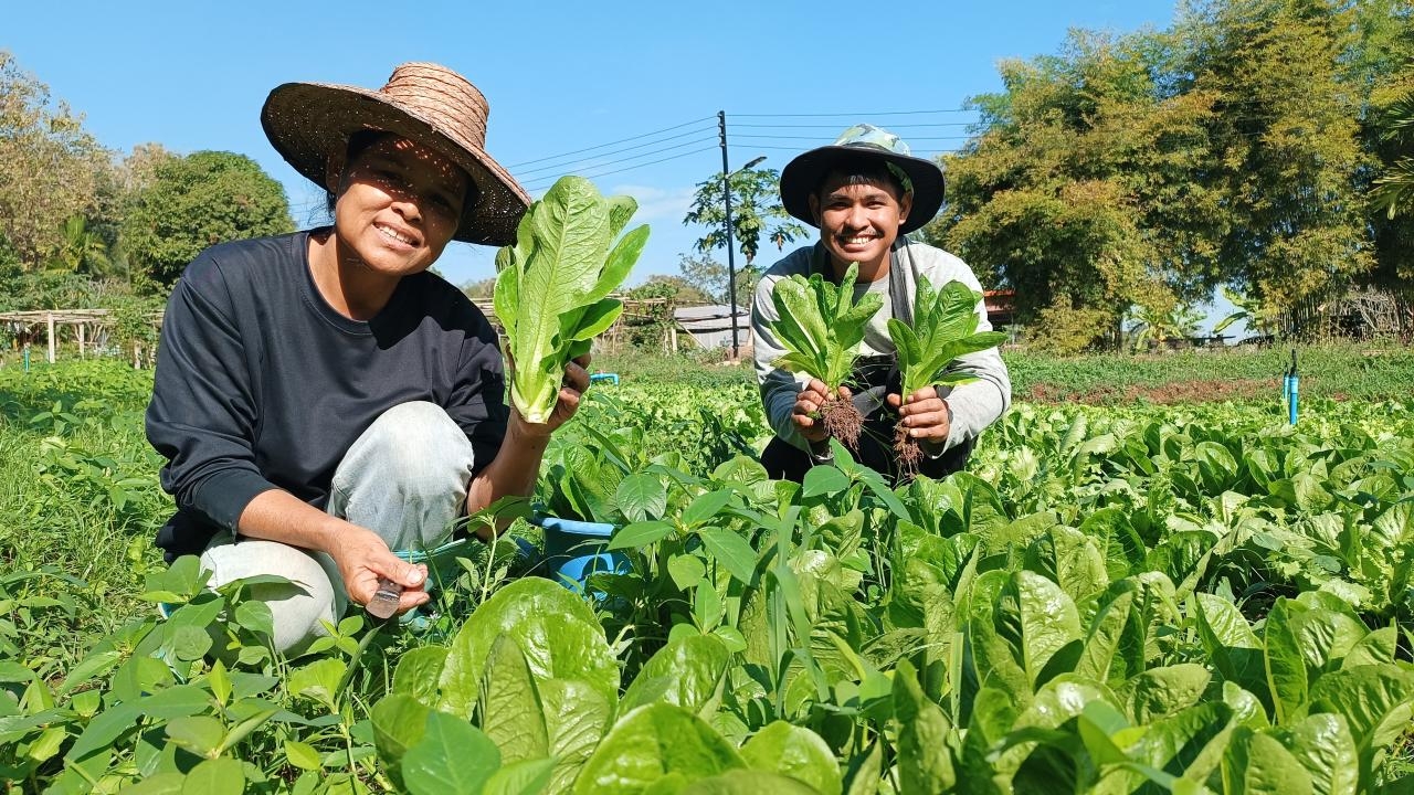  สวนผักสลัดปลอดสารบ้านโนนระเวียง อากาศหนาวผักโตสวยงาม เก็บขายได้กว่า 2 หมื่น
