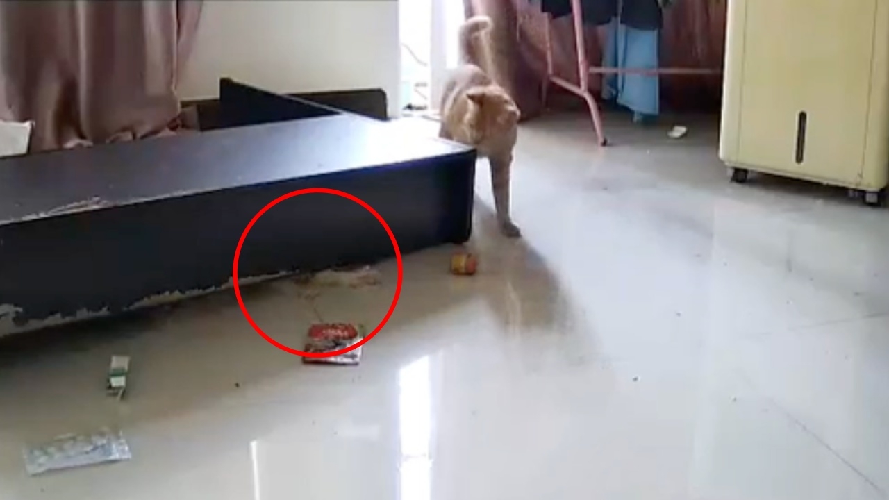 น้องแมวเกือบขิต ตู้ล้มทับ เพื่อนอีกตัวเดินวน ช่วยไม่ได้ (คลิป)