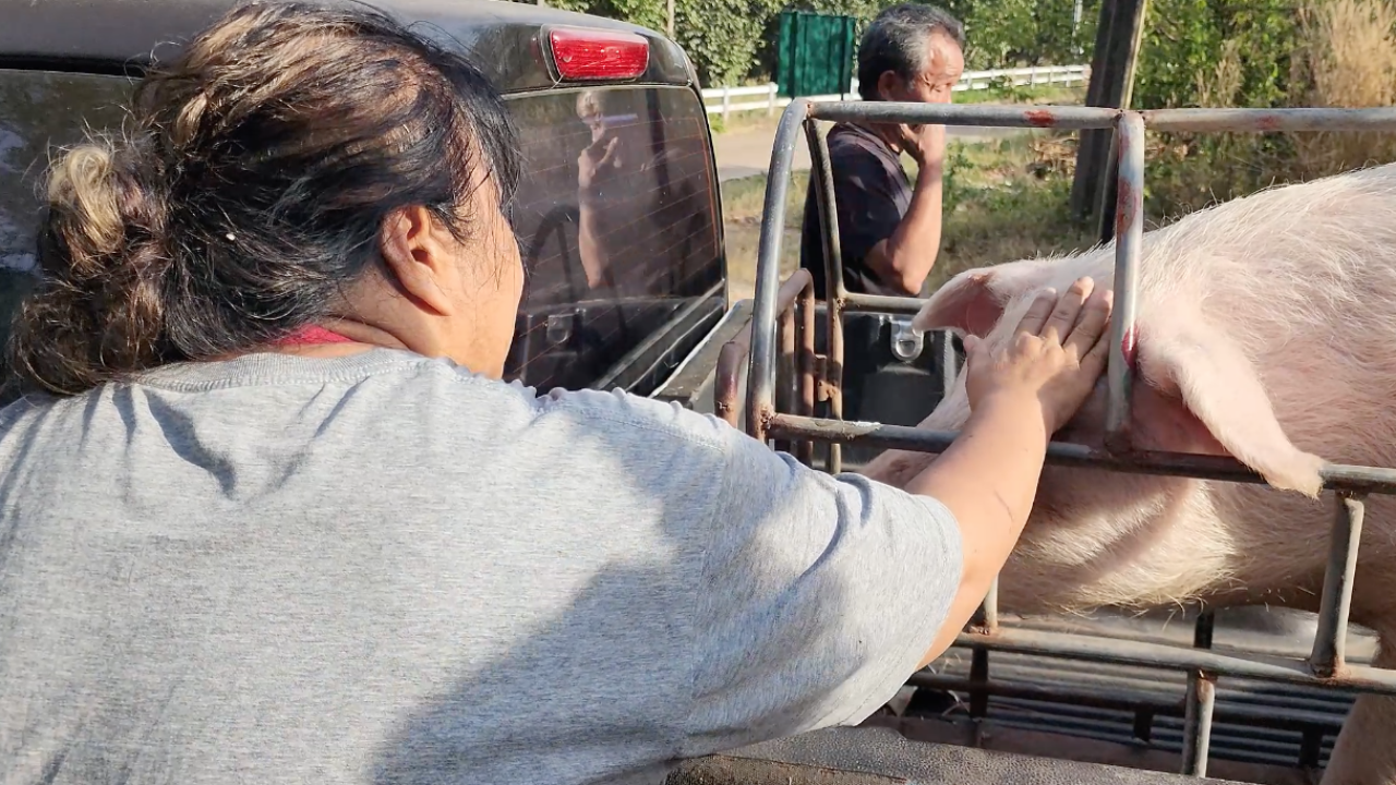 เจ้าของเศร้า จำใจย้าย "เจ้าเฮง" หมูแสนรู้ ไปบ้านใหม่ เหตุตัวใหญ่เกินพื้นที่