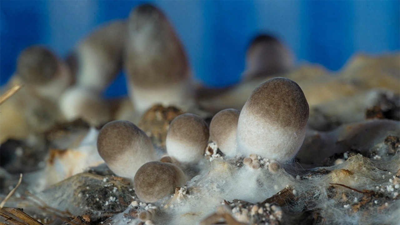 ศูนย์เชื้อพันธุ์เห็ด กรมวิชาการฯ พร้อมให้บริการ 41 สายพันธุ์