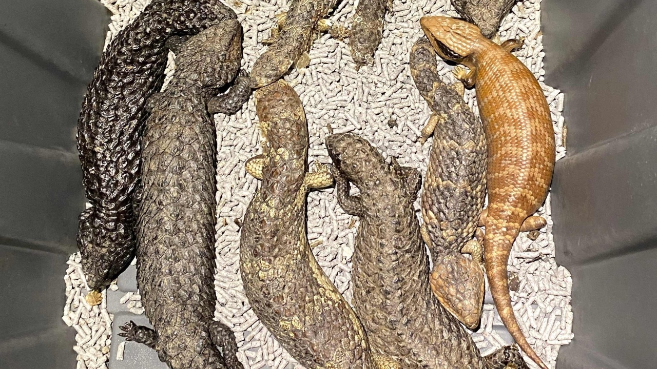 ตร.ออสซี่จับขบวนการลักลอบค้าสัตว์หายาก ยึดของกลางได้หลายร้อยตัว