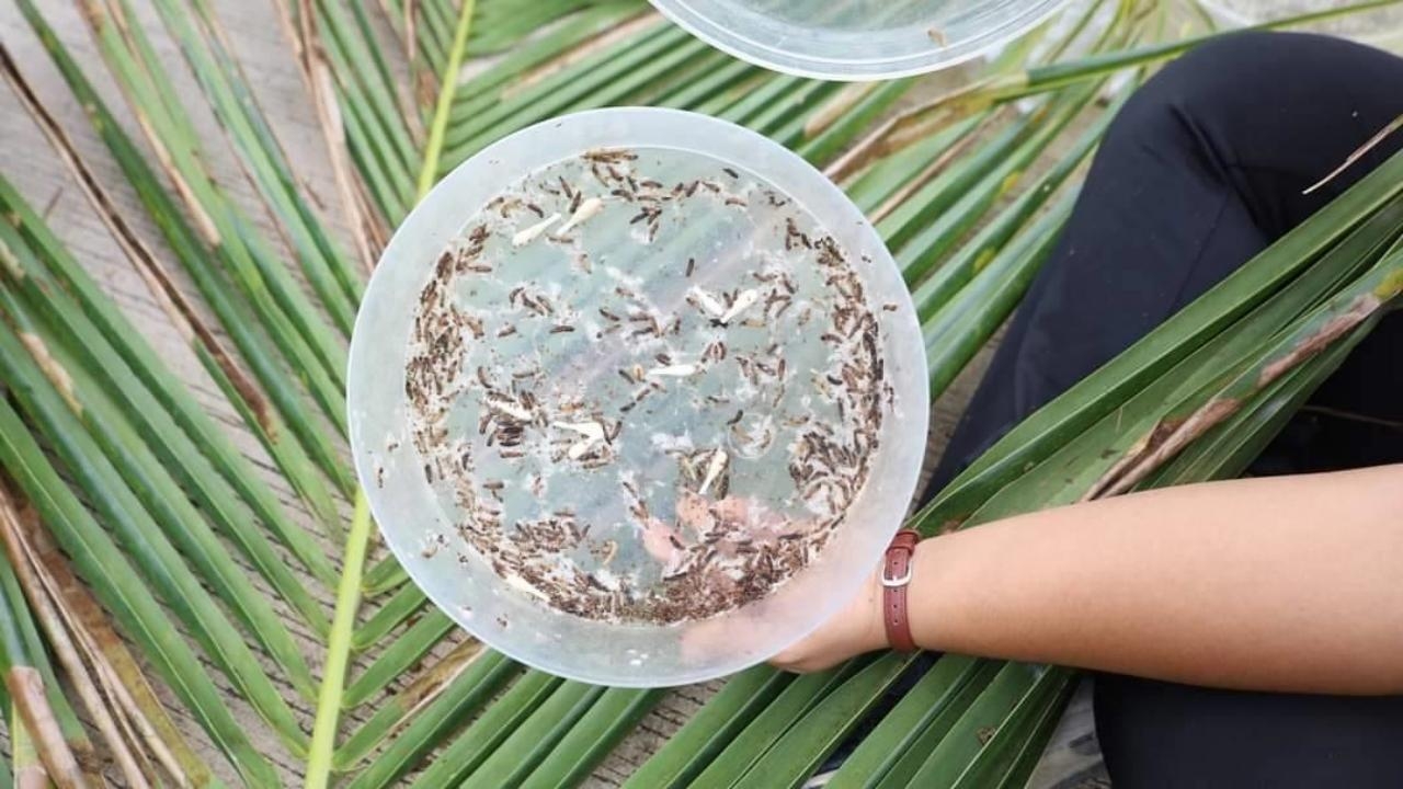 ศูนย์อารักขาพืช เร่งเครื่องผลิตแตนเบียนตลอดปี 67 เพื่อจัดการแมลงศัตรูมะพร้าว