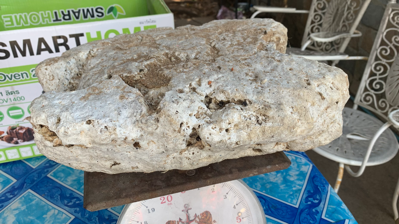 ฮือฮา หมาแสนรู้พบ "ก้อนไขมันปริศนา" เชื่อเป็นอำพันทะเล มูลค่าหลายล้าน