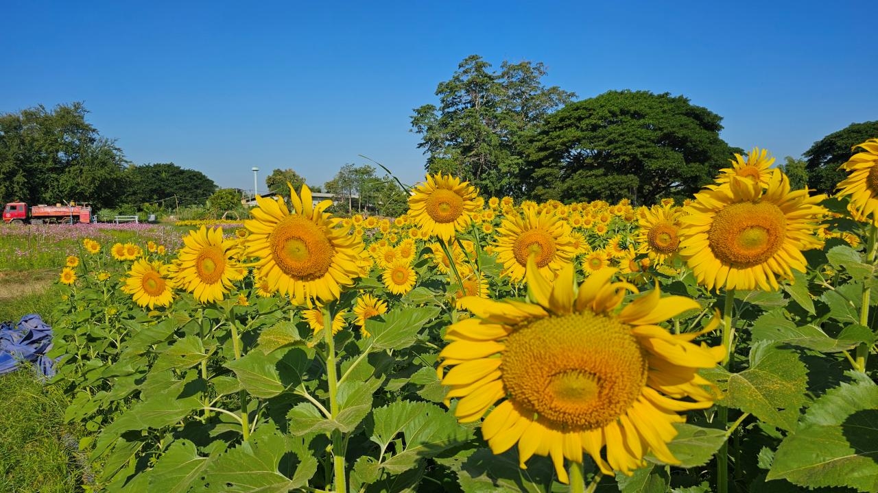 ทุ่งทานตะวันและคอสมอสวังทอง บานสะพรั่งรอรับนักท่องเที่ยว มาเที่ยวชมเช็กอิน