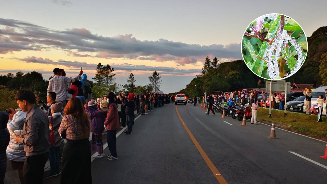 ดอยอินทนนท์ 6 องศา แม่คะนิ้งโผล่ยอดหญ้า นทท.แน่น แห่ขึ้นสัมผัสความหนาว