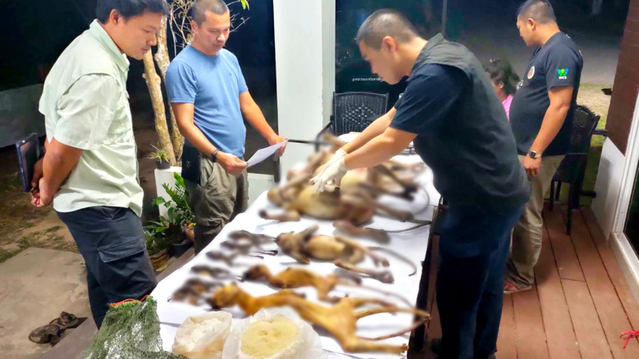 จับพรานหัวหิน ล่าสัตว์ป่าอช.กุยบุรี ยิงค่างแว่น อีเห็น กบทูด 13 ตัว