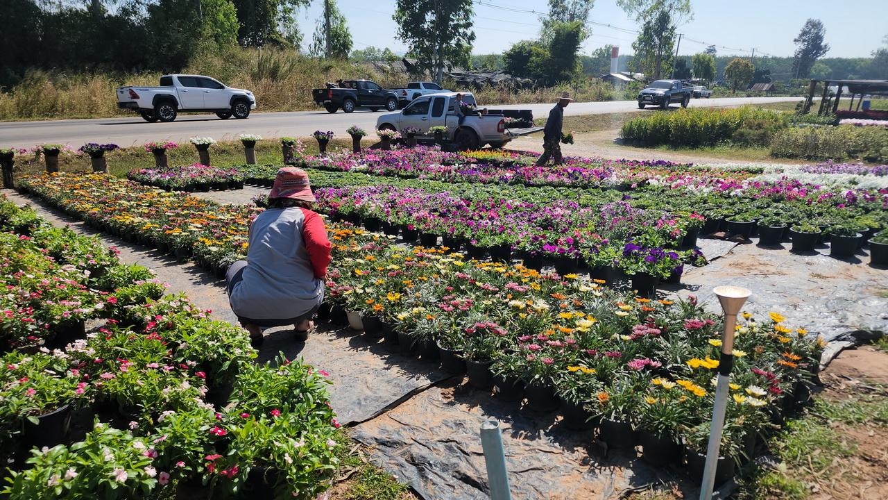 สวนดอกไม้ภูเรือ โอดไม้ดอกไม้ประดับขายไม่ดีช่วงปีใหม่ ยอดขายตกไปจากปีก่อน