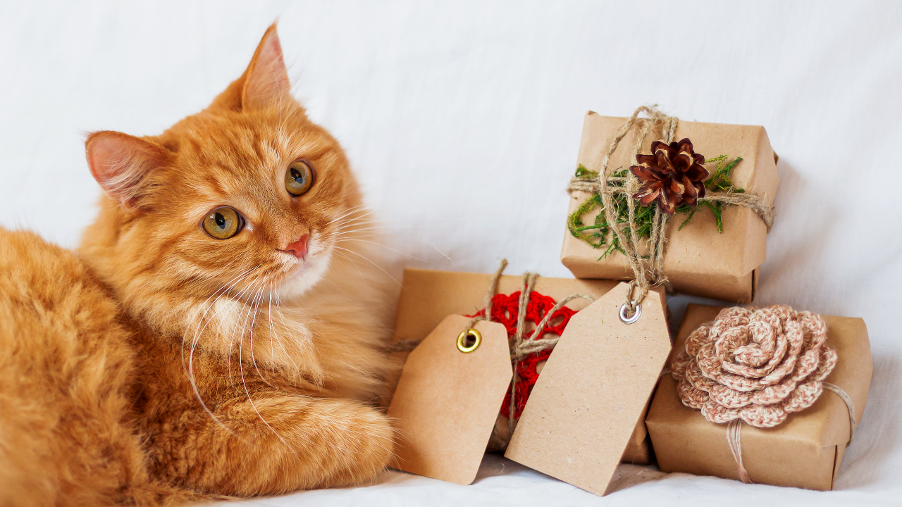 ไอเดียของขวัญจับฉลากธีม ม ม้า งบไม่เกิน 500 บาท แถมใช้ได้จริง