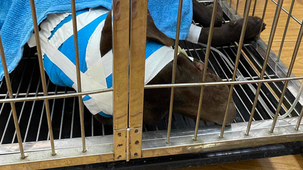 ยิงทำไม หนุ่มโวยคนในหมู่บ้านใช้ปืนยิงกรอกปากสุนัข ทั้งที่อยู่ในรั้ว