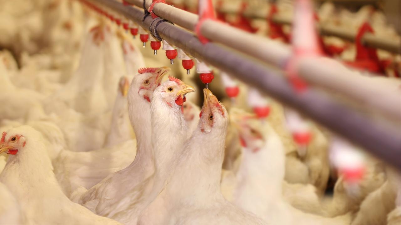 ภาคปศุสัตว์พัทลุงปี 66 ไก่เนื้อยอดขายวูบ วัวราคาตก ชี้เศรษฐกิจแย่กว่าปี 65