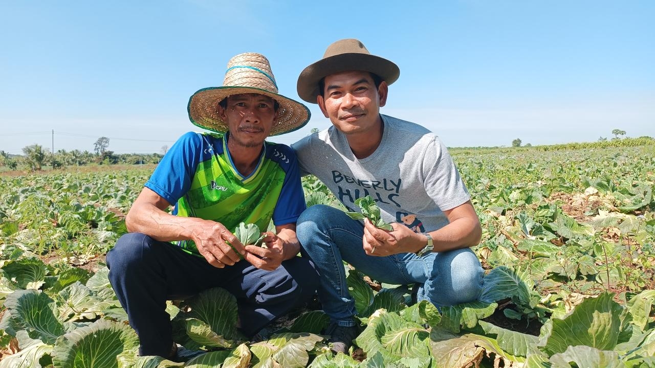 เกษตรกรครบุรี เร่งตัดแขนงกะหล่ำขายรับปีใหม่ ชูเป็นรายได้รอบ 2 หลังตัดกะหล่ำแล้ว