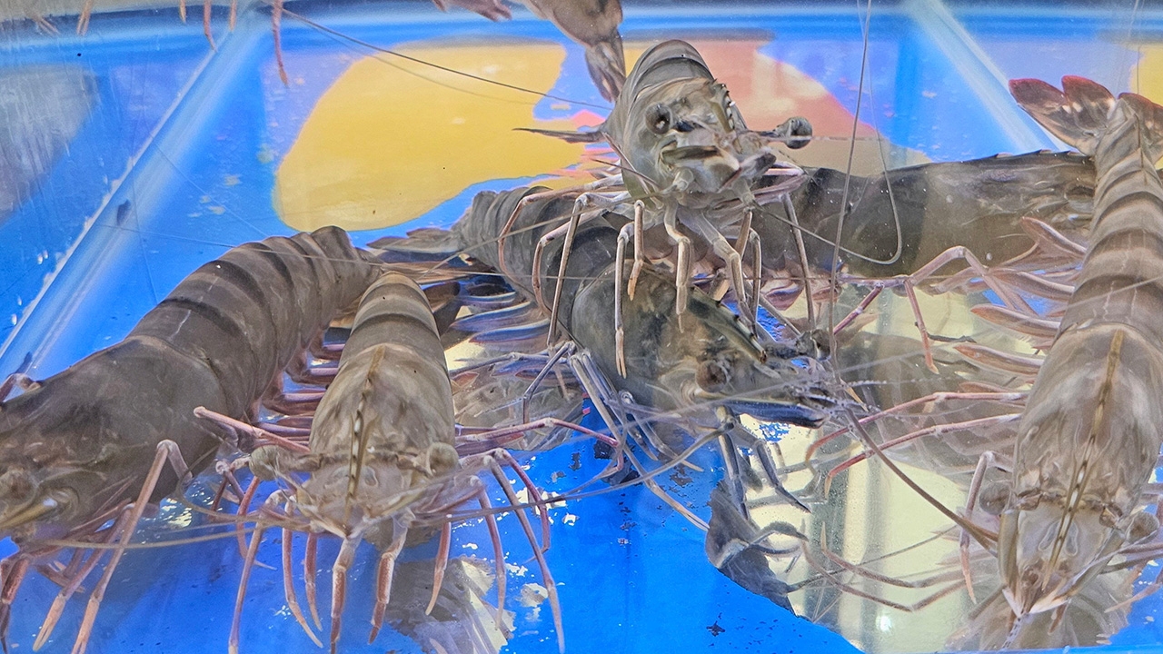 เข็นกุ้งกุลาดำคัมแบ็ก ภูเก็ตขันอาสาเป็นฮับ