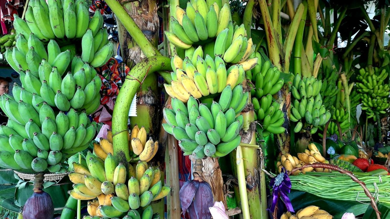 เริ่มแล้วของดีหนองคาย เทศกาลกล้วยน้ำว้าอำเภอสังคม ปี 66 ระหว่าง 26 ธ.ค.-3 ม.ค. 67