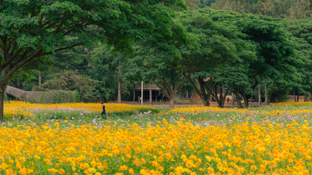 ปีใหม่ 2567 ชวนเที่ยว จิม ทอมป์สัน ฟาร์ม รับลมหนาว