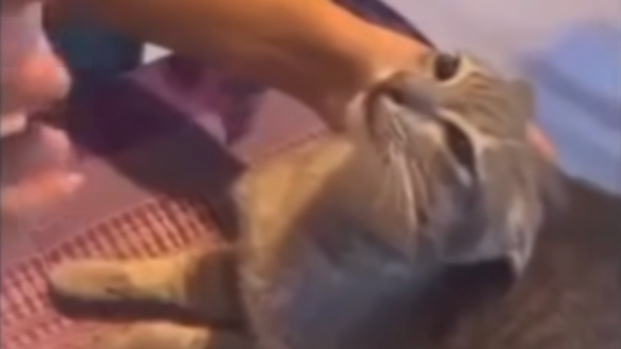 ทาสแมวเดือด สาวอัดคลิปลงโซเชียล เทเหล้ากรอกปากแมว 