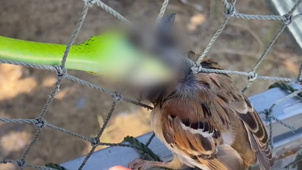 สาวแทบช็อก คิดว่า "นก" ถูกเชือกพันตัว พอเข้าไปช่วย ถึงกับต้องกรี๊ดลั่น 